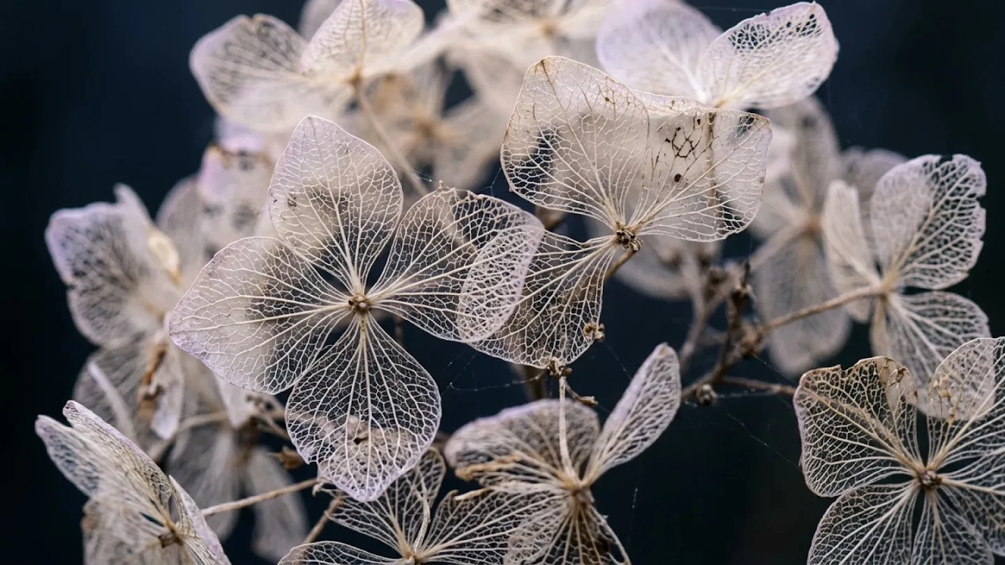 Google DeepMind official Nano Banana 2.1 example: translucent dried hydrangea petals with fine vein patterns against a dark background